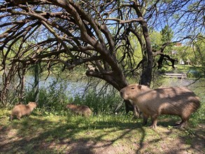 Capybara or capybara with young (Hydrochoerus hydrochaeris) free-living in the residential area of