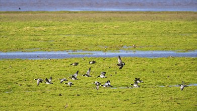 Barnacle Goose, Branta leucopsis, birds in flight over marshes at winter time