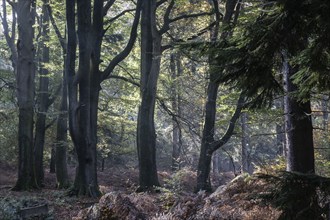 Foliage discolouration in a beech forest (Fagus sylvatica), Emsland, Lower Saxony, Germany, Europe