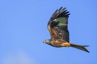 Red Kite, Milvus milvus, bird in flight