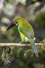 Crimson-rumped toucanet (Aulacorhynchus haematopygus), Mindo Forest Reserve, Mindo, Ecuador, South