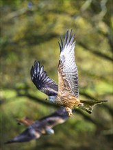 Red Kite, Milvus milvus, bird in flight