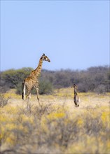 Cape giraffe (Giraffa giraffa giraffa), mother with young, among yellow flowers, in the savannah,