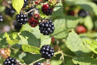 Blackberries (Rubus fruticosus), unripe and ripe fruit on the bush, Wilnsdorf, North