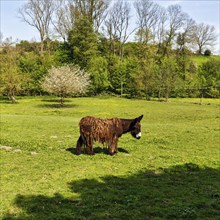 Poitou donkey (Equus asinus), long coat, grazing on a spring meadow, Lügde, Weserbergland, North