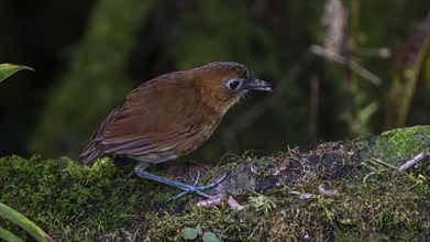 Yellow-breasted antpitta (Grallaria flavotincta), Mindo Forest Reserve, Mindo, Ecuador, South