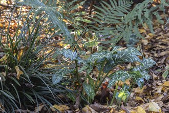 Arum italicum Pictum (Arum italicum Pictum), Emsland, Lower Saxony, Germany, Europe