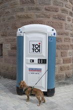 Funny, dog, breed Cocker Spaniel waiting for his master in front of a porta-potty, Bavaria,