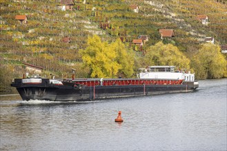 Barge MS FRIEDRICH GÖTZ on the Neckar, vineyards in autumn. The barge has an overall length of 105