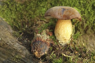 Chestnut boletus (Imleria badia) grows from spruce cones (Picea) Allgäu, Bavaria, Germany,