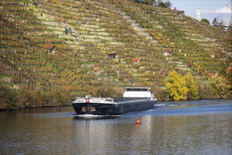 Barge RESONARE underway on the Neckar, vineyards in autumn. The barge has an overall length of 105