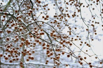 Amber tree in winter, Saxony, Germany, Europe