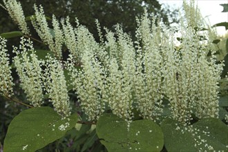 Reynoutria japonica (Reynoutria japonica) upright flowers, Allgäu, Bavaria, Germany,