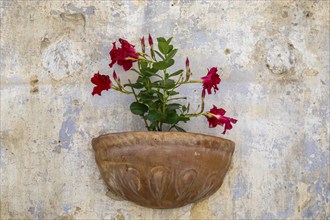 Flower decoration on a house facade, Provence, France, Europe