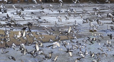 Pigeons on the Elbe, Winter, Germany, Europe