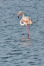 Greater flamingo (Phoenicopterus roseus) in a saline, Tagus Estuary, Lisbon, Portugal, Europe