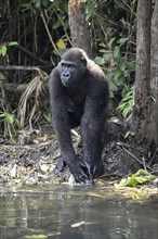 Western lowland gorilla (Gorilla gorilla gorilla) by a river, male animal, Réserve Lésio-Louna