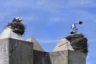 White Storks (Ciconia Ciconia) nesting on top of houses in Comporta city center, Alentejo,