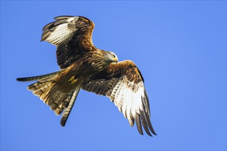 Red Kite, Milvus milvus, bird in flight