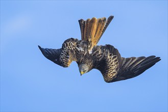 Red Kite, Milvus milvus, bird in flight