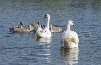 Mute swan (Cygnus olor), adults and juveniles swimming on a pond, Thuringia, Germany, Europe