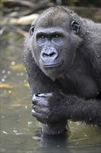 Western lowland gorilla (Gorilla gorilla gorilla) in a river, male animal, Réserve Lésio-Louna