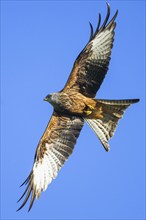 Red Kite, Milvus milvus, bird in flight