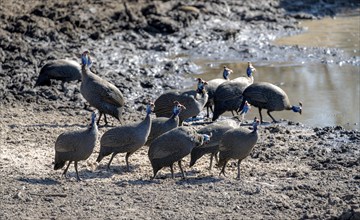 Helmeted guinea fowl (Numida meleagris), group at the waterhole, Khama Rhino Sanctuary, Botswana,