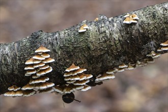 Shaggy layered mushroom (Stereum hirsutum), Emsland, Lower Saxony, Germany, Europe