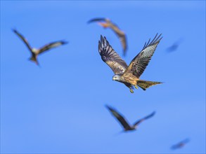 Red Kite, Milvus milvus, bird in flight