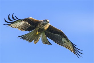 Red Kite, Milvus milvus, bird in flight