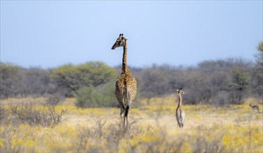 Cape giraffe (Giraffa giraffa giraffa), mother with young, among yellow flowers, in the savannah,