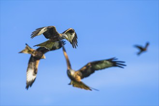 Red Kite, Milvus milvus, bird in flight