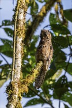 Common potoo (Nyctibius griseus), Mindo Forest Reserve, Mindo, Ecuador, South America