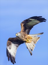 Red Kite, Milvus milvus, bird in flight