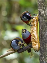 Toucan barbet (Semnornis ramphastinus), Mindo Forest Reserve, Mindo, Ecuador, South America