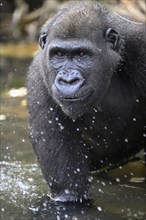 Western lowland gorilla (Gorilla gorilla gorilla), male animal, portrait, Réserve Lésio-Louna