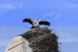 White Storks (Ciconia Ciconia) nesting on top of houses in Comporta city center, Alentejo,