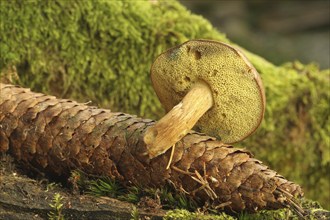 Chestnut boletus (Imleria badia) grows from spruce cones (Picea) Allgäu, Bavaria, Germany,