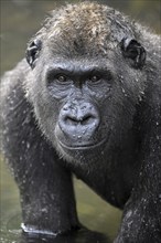 Western lowland gorilla (Gorilla gorilla gorilla), male animal, portrait, Réserve Lésio-Louna