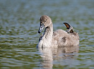 Mute swan (Cygnus olor) young bird swimming on a pond, one leg out of the water in resting