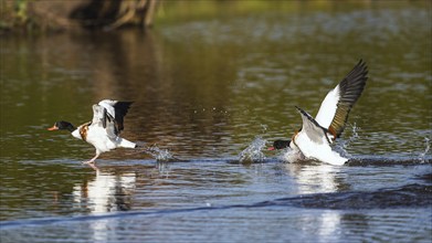 Common Shelduck, Tadorna tadorna birds in fight on water