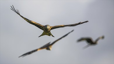 Red Kite, Milvus milvus, bird in flight