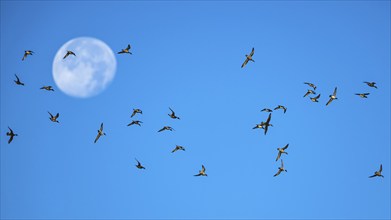 Flock of Northern Pintail (Anas acuta) with the moon in the background