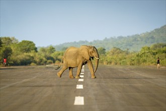 African elephant, Loxodontra Africana, is crossing an airstrip. The elephant herd is walking