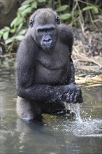 Western lowland gorilla (Gorilla gorilla gorilla) in a river, male animal, Réserve Lésio-Louna