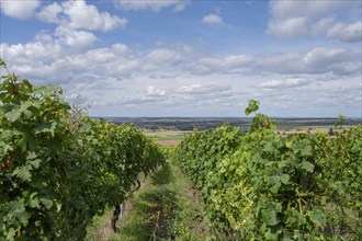 Vineyards near Hüttenbach, Lower Franconia, Bavaria, Germany, Europe