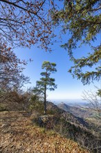 View from the Trauffelsen viewpoint to Hohenzollern Castle, Onstmettingen, Albtrauf,