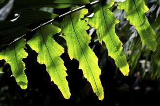 Bright green leaves in a play of light and shadow, Royal Botanic Gardens (Kew Gardens), UNESCO