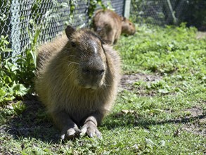 Capybara or capybara with young (Hydrochoerus hydrochaeris) free-living in the residential area of